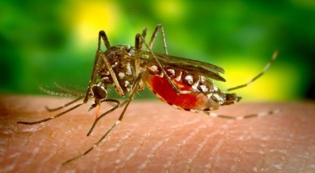 Zanzare addio: test genetici per eliminare quelle responsabili della malaria