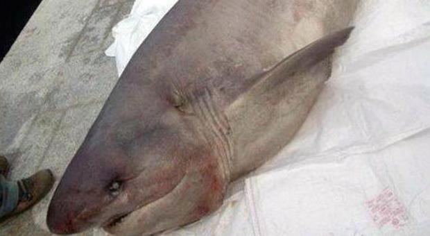Pesca grossa nel mare in Puglia: catturato uno squalo di quasi tre metri