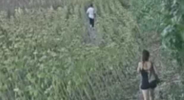 Fano, coppia arrestata con la cocaina nascosta nel campo di girasoli: caccia al grossista albanese