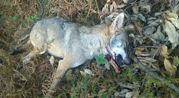 Il lupo ucciso in Lessinia nell'immagine diffusa oggi dalla Lav
