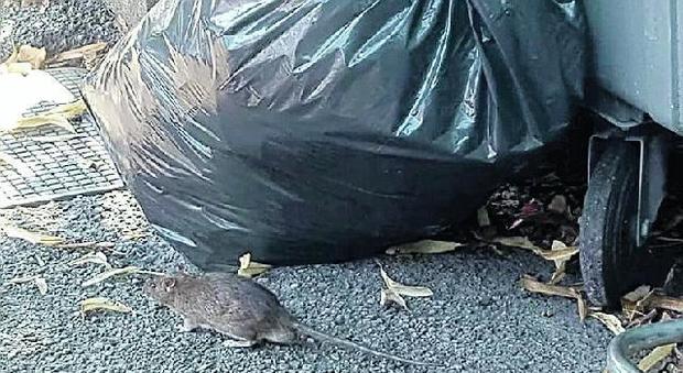 Invasione di topi in via Vittorio Veneto Rimossa l'isola ecologica per la bonifica