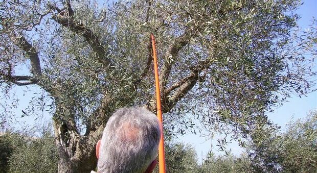 Prima la siccità, poi le bombe d'acqua e il vento forte: è allarme per la raccolta delle olive