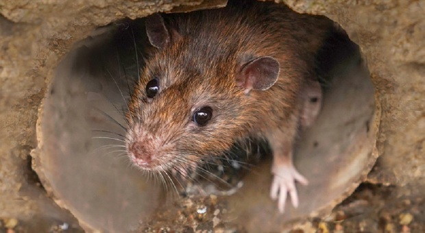 Sfondano la porta di casa per cercare topi, trovano un uomo morto 20 anni fa: nessuno se ne era mai accorto