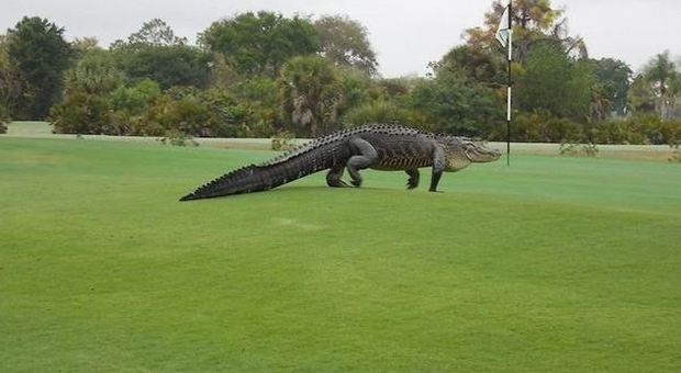 Terrore sul campo da golf: durante la partita spunta un alligatore gigante