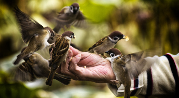 Strage di uccelli protetti, la forestale denuncia otto persone