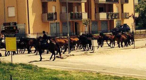 I cavalli a Campoloniano