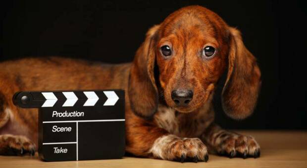 Arriva il primo «Dog Film Festival», cine-rassegna dedicata al cane