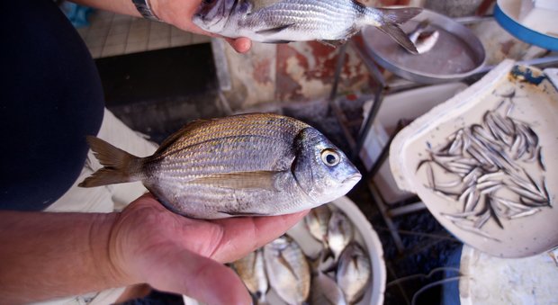 Sequestrati 120 chili di pesce frode alimentare al mercato