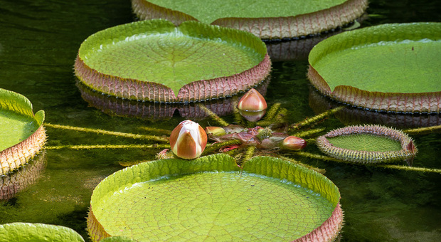 La «Victoria Amazonica», regina delle ninfee, è fiorita ai Giardini La Mortella di Ischia