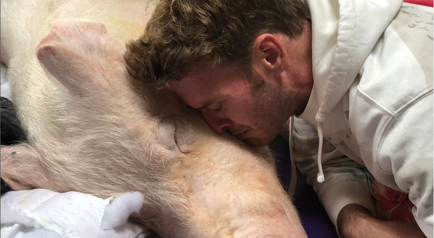 Morta Esther The Wonder Pig, la maialina più famosa del web: era diventata il simbolo dell'antispecismo
