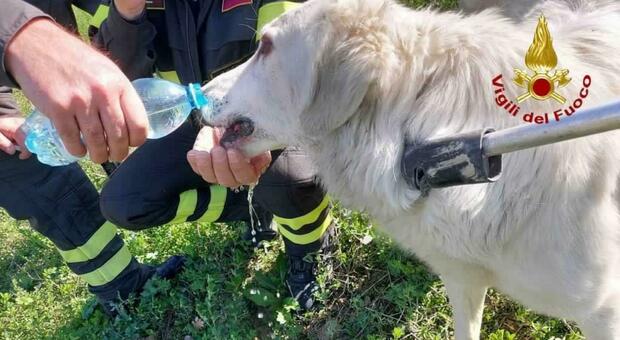 Grosso cane resta intrappolato, scatta il salvataggio dei vigili del fuoco