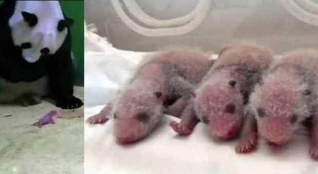Miracolo in Cina, nati in cattività 3 gemelli di panda gigante