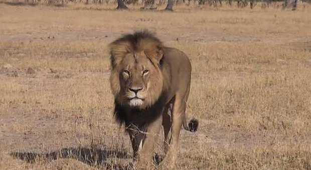 Cecil, il leone simbolo dello Zimbabwe ucciso da un dentista americano: è caccia al colpevole