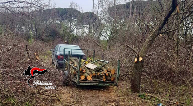 Caivano, taglia alberi di albicocche nei terreni dei vicini: arrestato