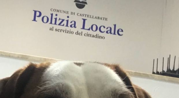 Lettore microchip, la Polizia Locale di Castellabate restituisce ai legittimi proprietari tre cani