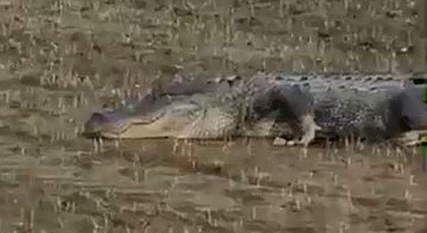 Trova un alligatore nel campo di riso: «Colpa delle inondazioni»