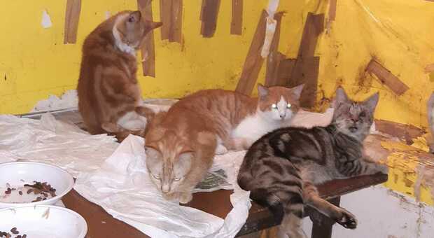 Alcuni dei 22 gatti tenuti prigionieri