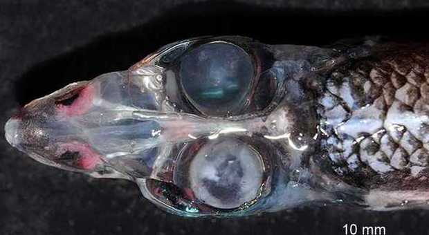 Il Barreleye glasshead, pesce con quattro occhi