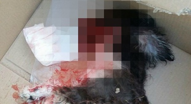 Salerno, cagnolina uccisa a calci, la famiglia del killer condanna: «Giusta pena»