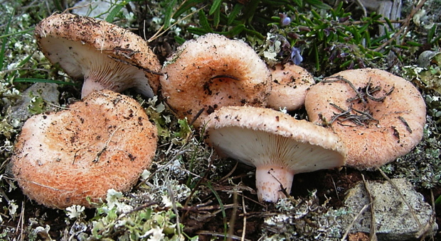 Allarme funghi: sette persone intossicate dopo averli mangiati