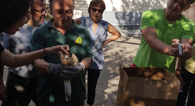 Vesuvio, liberati gheppi e civette: erano stati disorientati dagli incendi