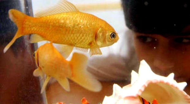 Francia, mai più pesci rossi nelle bocce di vetro: «Impazziscono e muoiono»