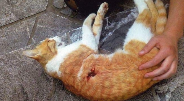 Il gatto ucciso a colpi di fucile a Moggio Udinese