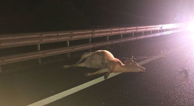 Si schiantano contro un toro in autostrada a Campagna: due feriti e traffico in tilt