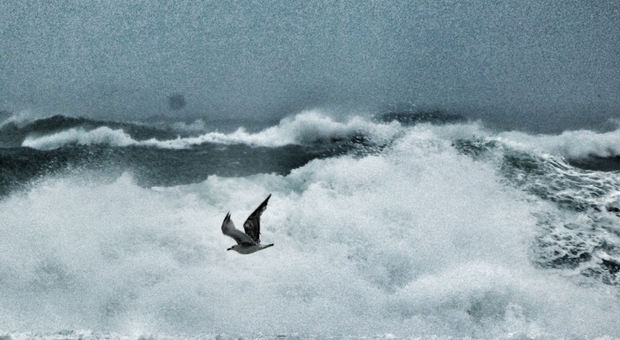 Brindisi, lo spettacolo di onde e gabbiani sul mare in tempesta