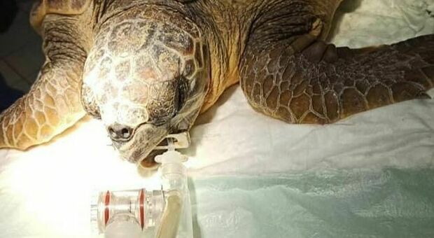 Tartaruga marina colpita con l'arpione: operata, è salva. Pochi giorni fa un altro esemplare preso a picconate: «Basta superstizione»