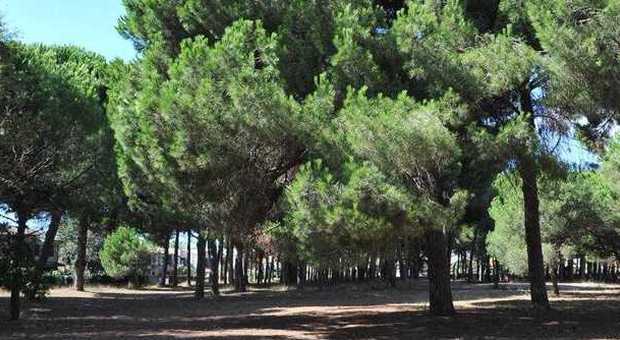 Lido dei Pini, per la Festa dell'Albero nuove piante per rinfoltire la pineta della Gallinara