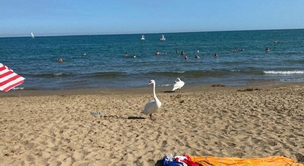 Jesolo, le immagini incredibili: i cigni al mare in spiaggia. Giocano con i turisti e passeggiano sul bagnasciuga