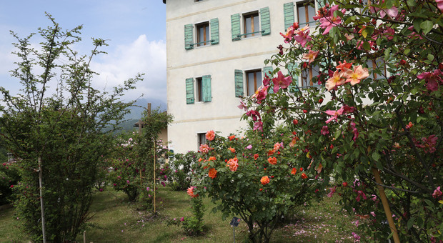 Ogni rosa una storia: il giardino-rifugio di Seravella