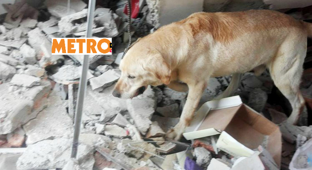 Dayko, il cane eroe del terremoto: morto di stanchezza dopo aver salvato 7 persone