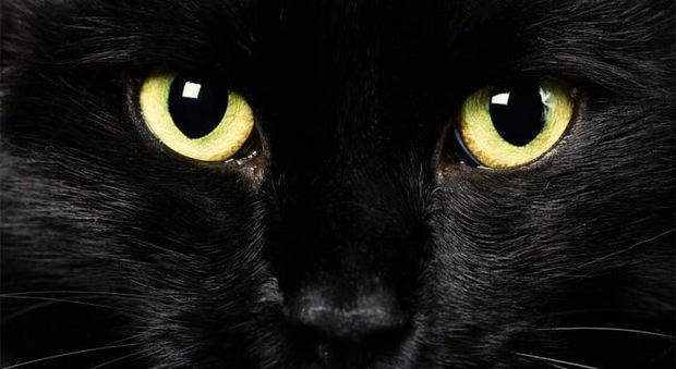 Halloween, ronde per salvare i gatti neri. «Li sacrificano e bevono il loro sangue»