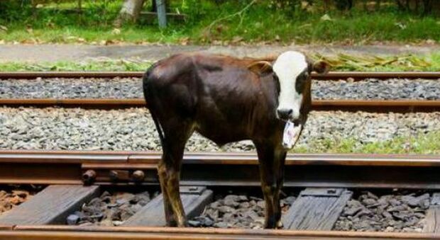 Treno investe bovino, disagi sulla linea ferroviaria nel Cilento