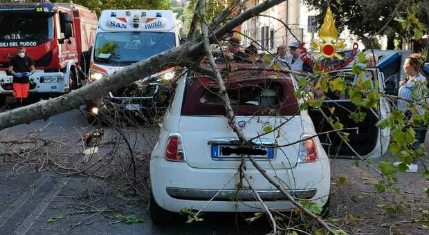 Roma, albero crolla sulle auto all'Appio: chiuso un intero viale
