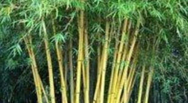 Salerno, il nuovo business sono le piantagioni di bambù