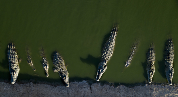 Fattoria infestata da centinaia di coccodrilli: «Nessuno li compra». E si teme la fuga