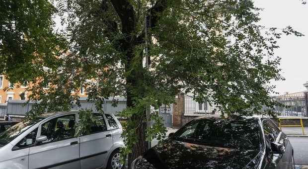 Roma, alberi killer in aumento, denuncia dei Municipi: 50mila a rischio crollo