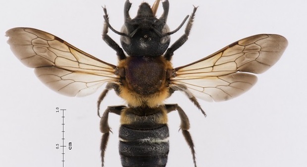 L'ape resinosa gigante si diffonde vertiginosamente in tutta Europa