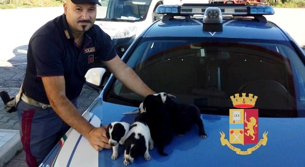 Sette cuccioli di cane abbandonati in corsia: salvati dai poliziotti nel Napoletano