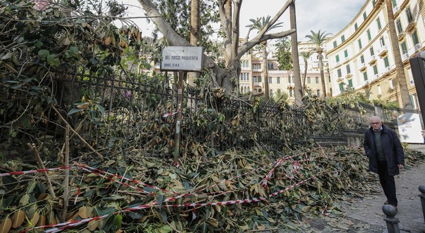 Napoli, 5 milioni per la ripiantumazione degli alberi e la cura del verde