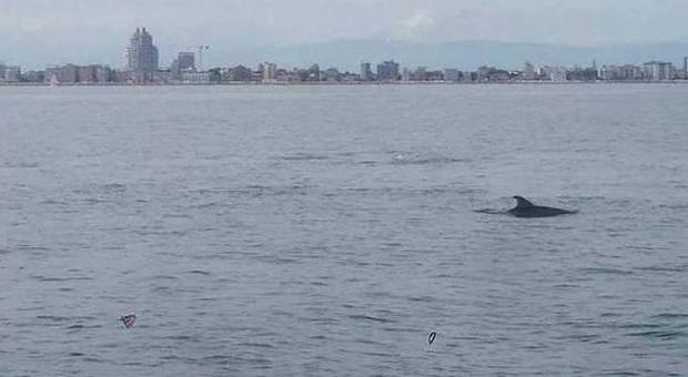 Una pinna affiora dalle acque: avvistati i delfini a Jesolo
