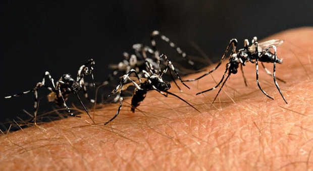Zanzara tigre in aumento: +11% nell'ultima settimana di agosto