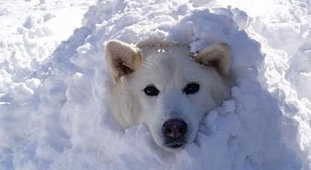 "Fa un freddo cane": ecco perché si dice così