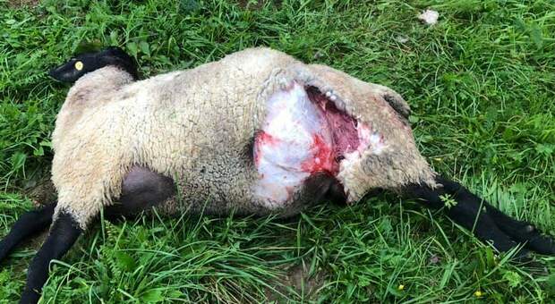 Una delle pecore aggredite dai lupi: in tutto una trentina di capi in due giorni lungo la Valbelluna