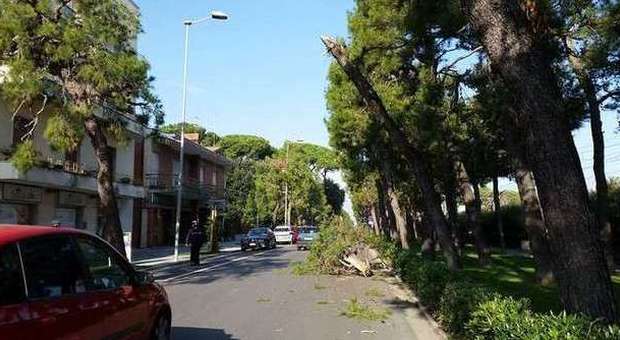 Cade un pino sulla sede stradale Dipendente comunale si sfoga