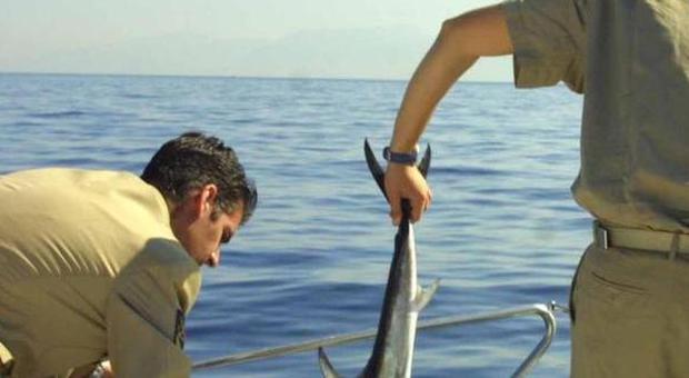 I problemi della pesca, confronto a Montecorice