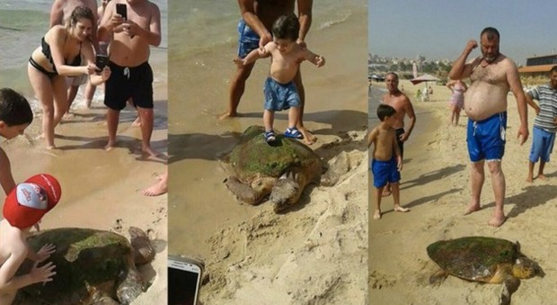 Tartaruga marina trascinata e maltrattata dai turisti per i selfie: le immagini choc